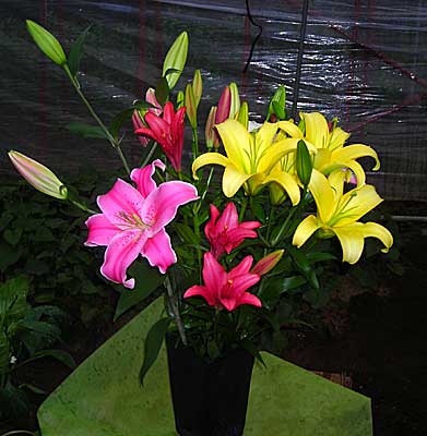 e0097770_2359893.jpg