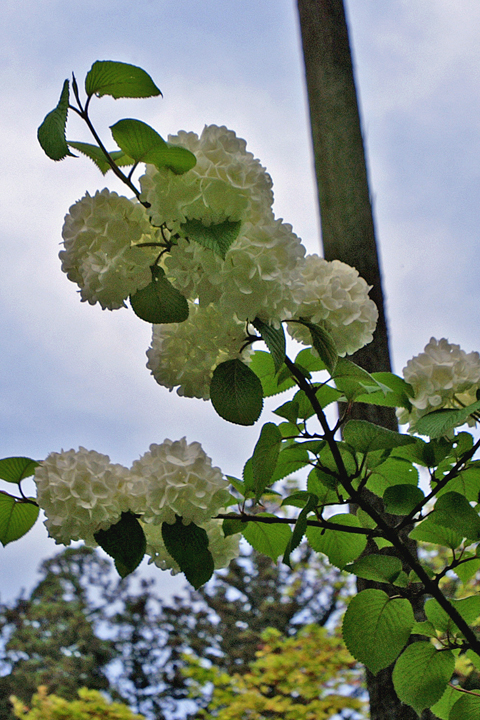 e0002371_1881017.jpg
