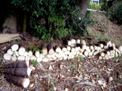 a0061594_13434472.jpg