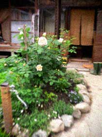 d0077603_16493925.jpg