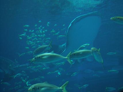 c0087937_2131762.jpg