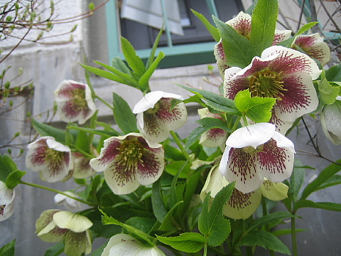 b0075046_10314344.jpg