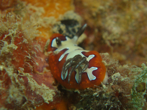 d0065247_22451712.jpg