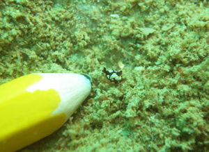 d0065247_2345528.jpg