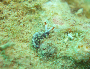 d0065247_2352168.jpg
