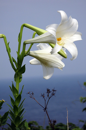 a0012950_15111741.jpg