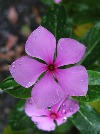 a0012950_1591226.jpg