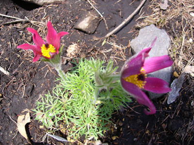 b0045357_10341545.jpg