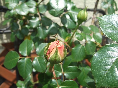 c0097558_3315631.jpg