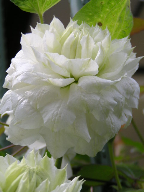 f0074659_1720557.jpg