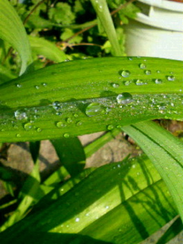 c0082785_734306.jpg