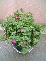 b0071405_1024920.jpg