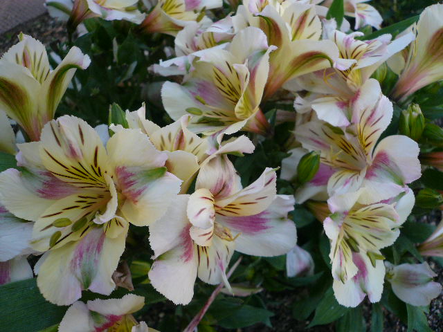 e0026017_22164343.jpg