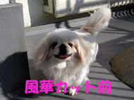 b0078030_0425376.gif