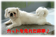 b0078030_046925.gif