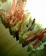 c0042941_813450.jpg