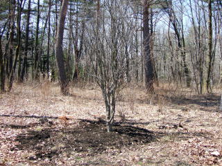 e0088260_21495186.jpg