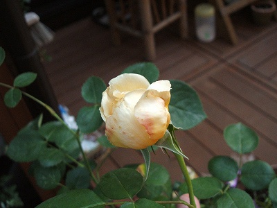 e0082098_22273556.jpg
