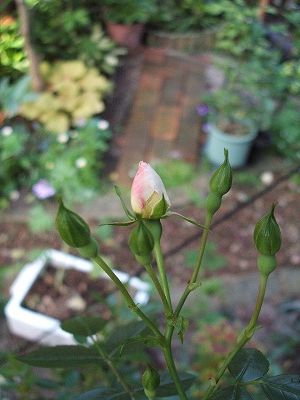 e0082098_22462989.jpg