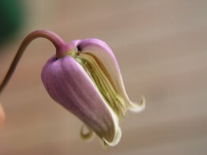 b0031925_10164547.jpg