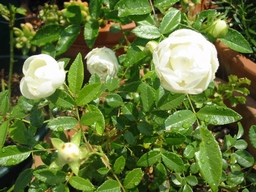 f0105732_11352149.jpg