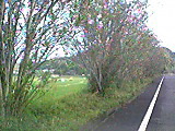 d0047840_11443430.jpg