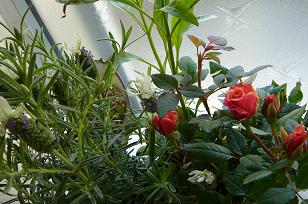 d0053940_21353522.jpg