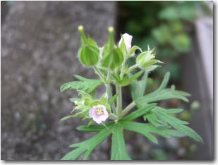 5月9日庭の花1