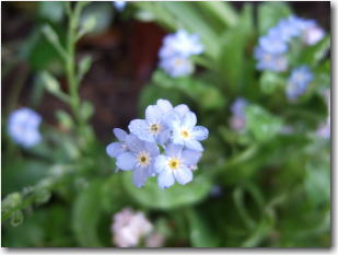 5月9日庭の花2