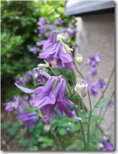 5月9日庭の花3