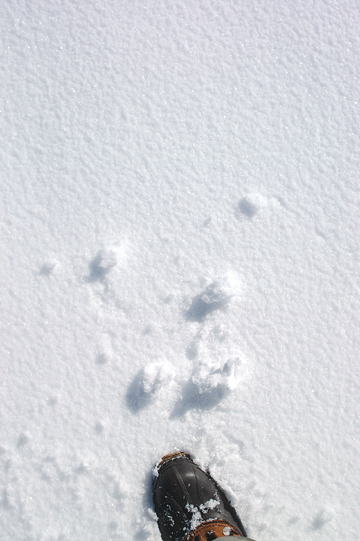 d0008146_10455337.jpg