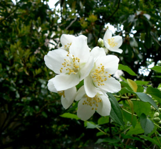 d0091754_2120973.jpg