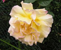 a0094959_9202750.jpg