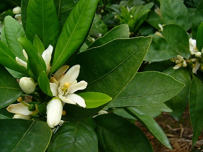 c0037164_13181469.jpg