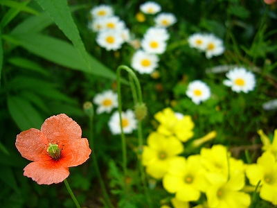 c0037164_13242280.jpg