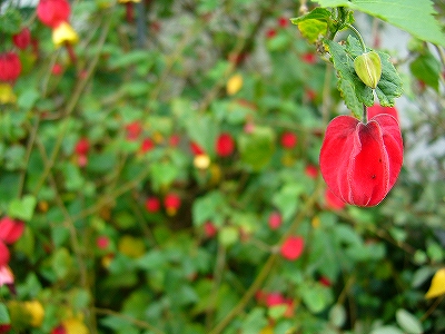 c0037164_13244399.jpg