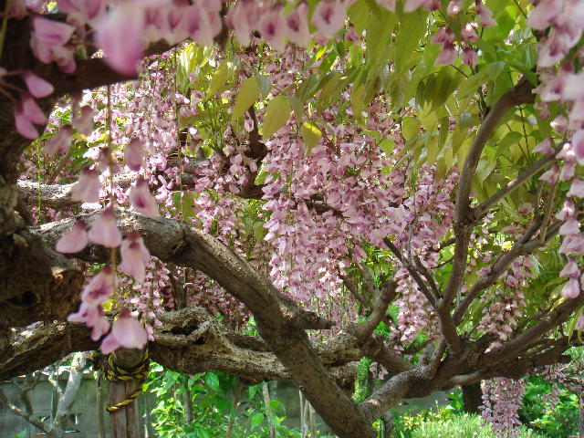 a0028482_1037392.jpg
