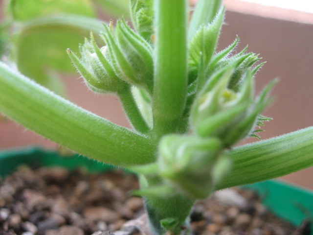 f0129187_1313353.jpg