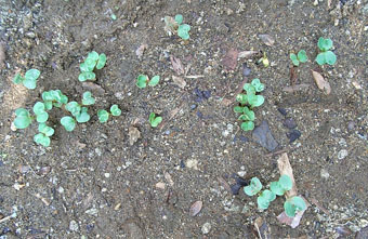 c0096393_22515596.jpg
