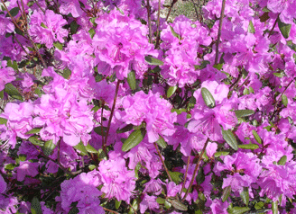 b0032694_8471270.gif