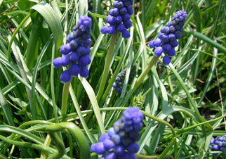 b0032694_847405.gif