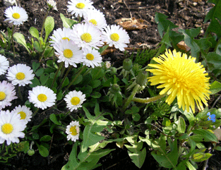 b0032694_8483112.gif
