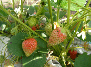 b0032694_849261.gif