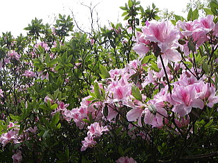 c0008598_13383676.jpg