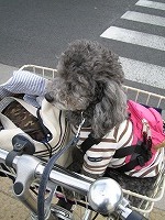 b0032513_1765176.jpg
