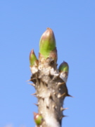 b0086858_11542779.jpg