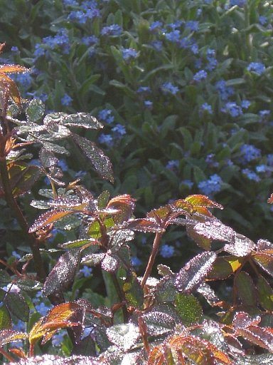 e0017562_9124777.jpg