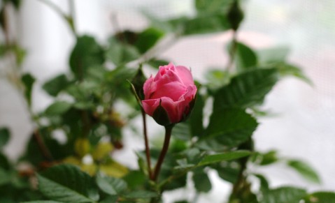 b0008366_215631100.jpg