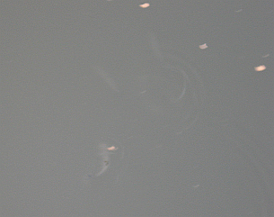a0096669_22234520.gif