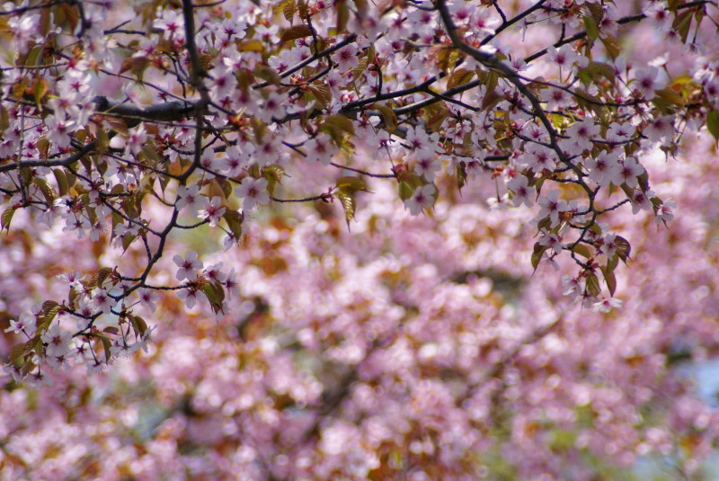 c0106977_10383422.jpg